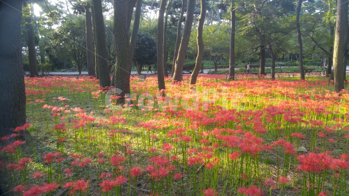 꽃무릇,햇살,아침,숲속,대왕암공원,자연,풍경,nature,landscape,plant,식물,tree,나무