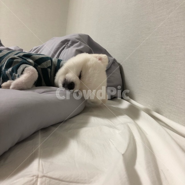포메라니안,포메,강아지,dog,화이트포메라니안,화이트포메