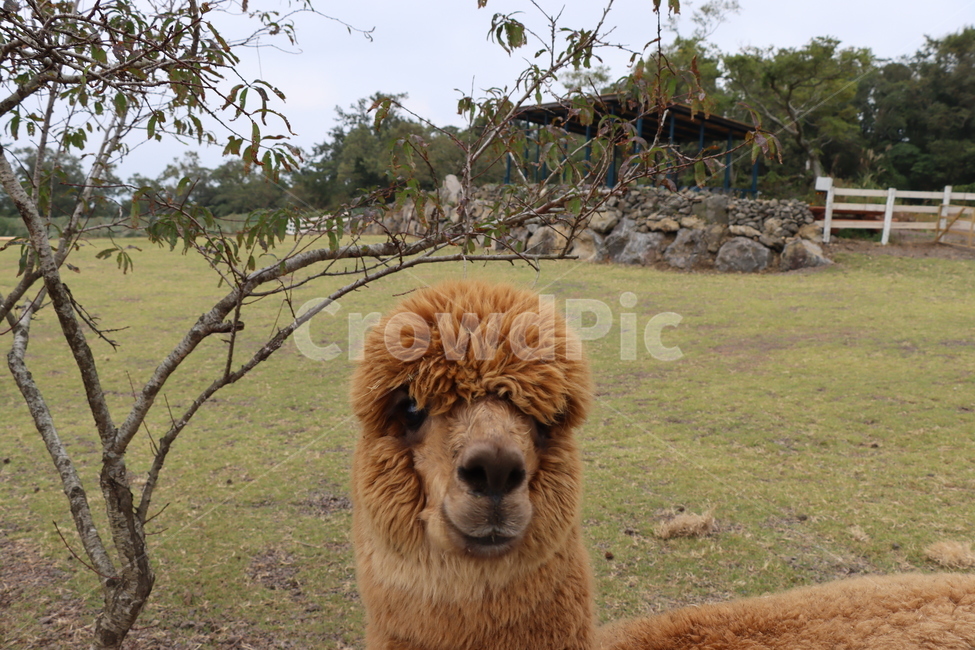 llama,alpaca ranch,alpaca,animal,pasture,sheep ranch,sheep