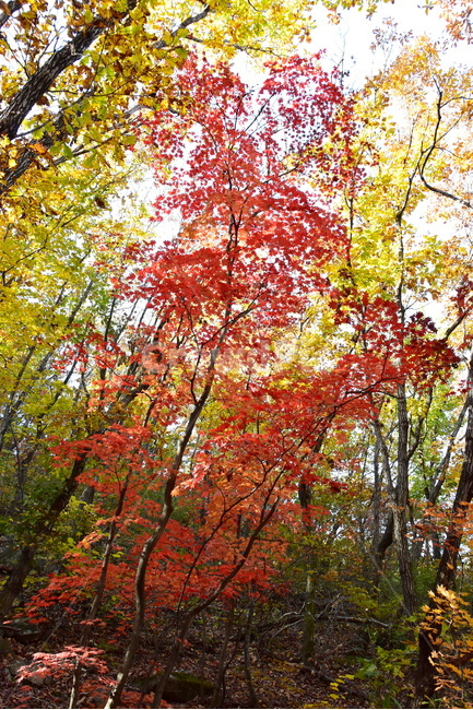 가을,단풍,울긋불긋,계절,시즌,아름다운,풍경,가을색,가을,계절,fall,autumn,season,leaf,잎,plant,식물,tree,나무,maple