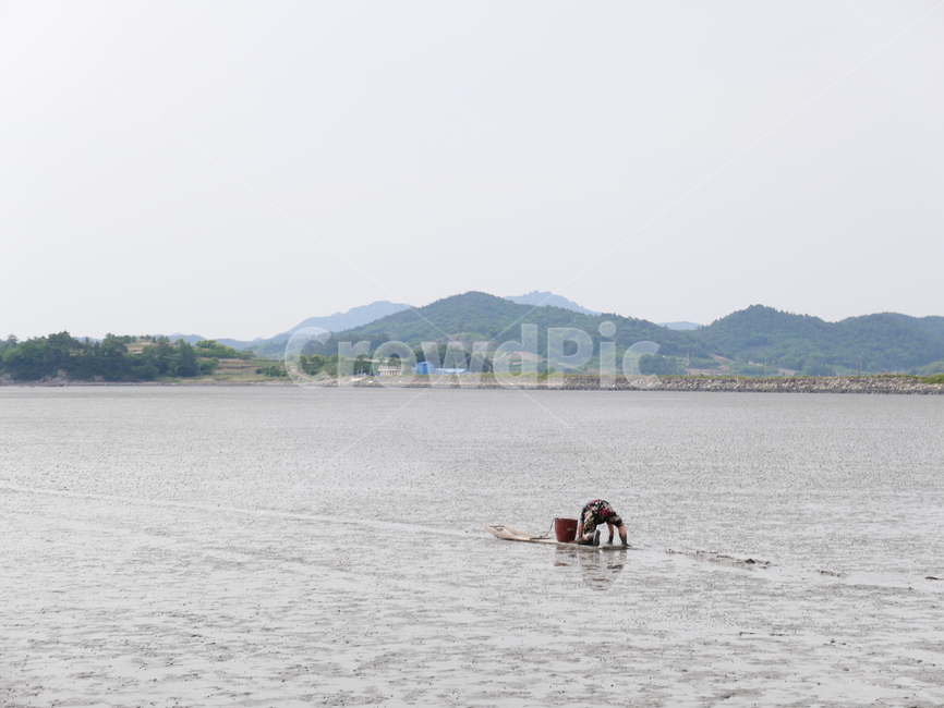 뻘배,갯벌,뻘,간조,어촌,어획,바다,물빠진바다,어업,fishery,fishing industry