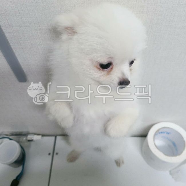 포메라니안,포메,강아지,귀여운강아지,dog,화이트강아지,이쁜강아지,벌서는강아지
