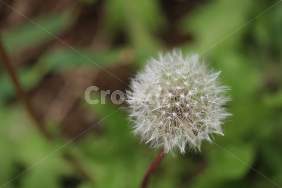 흰꽃,민들레,꽃,자연,들,들꽃,야생화,식물,자연,plants,nature,꽃,flower