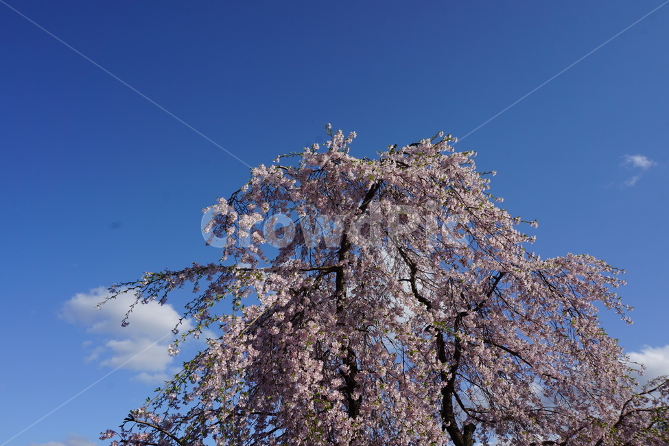 수양벚꽃,분홍색,벚꽃,푸른하늘,봄,식물,자연,plants,nature,꽃,flower,나무,trees,wood
