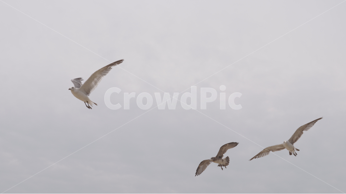 갈매기,새,seagull,비행,하늘,bird,동물,animal,조류,새,birds