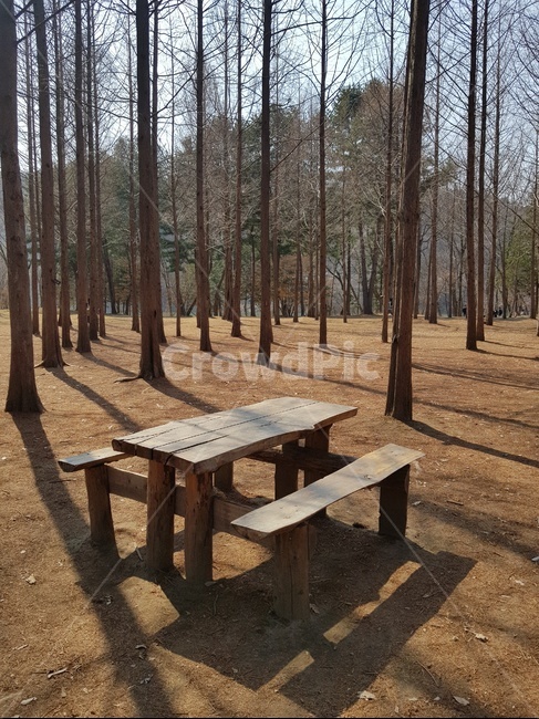 tree,식물,남이섬,벤치,의자,자연,풍경,nature,landscape