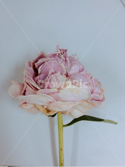 작약,꽃,드라이플라워,peony,flower,dryflower,plant,식물