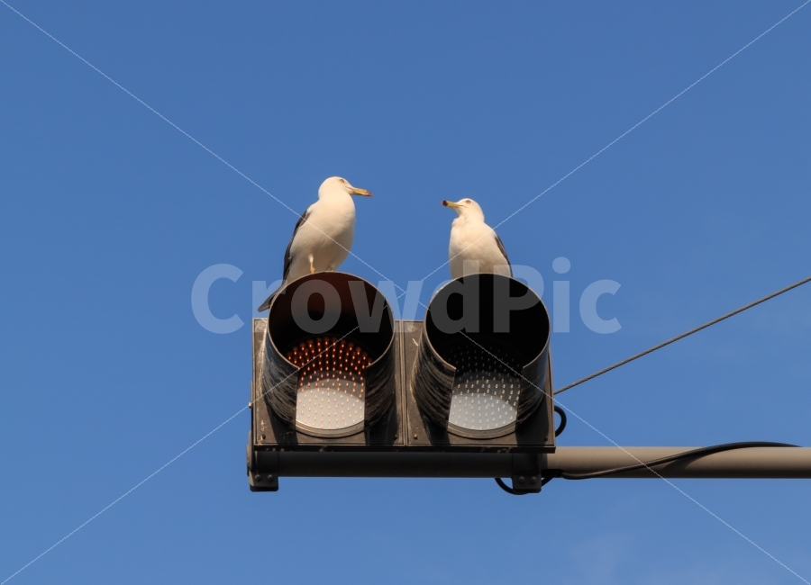 커플,연인,갈매기,신호등,새,조류,교통신호,사랑,마주보기,couple,seagull,birds,신호,바라봄,마주봄,애뜻한,시선,파란,하늘,동물,animal,조류,새,birds,연인,커플,사랑,lover,couple,교통,교통수단,traffic,transportation