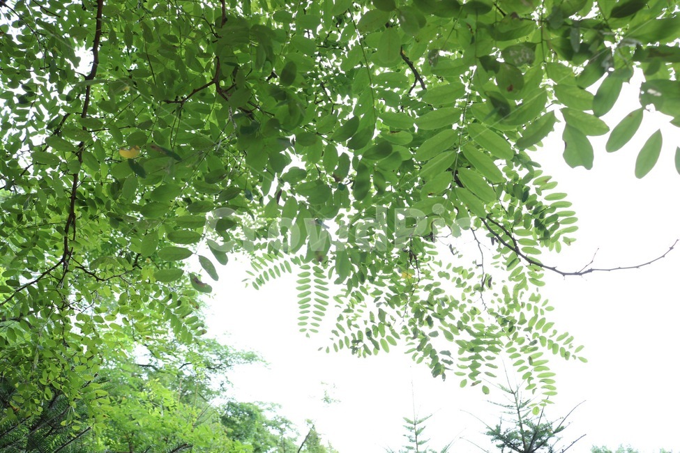 나무,초록,하늘,자연,tree,ki,green,midori,sky,sora,nature,식물,자연,plants,nature