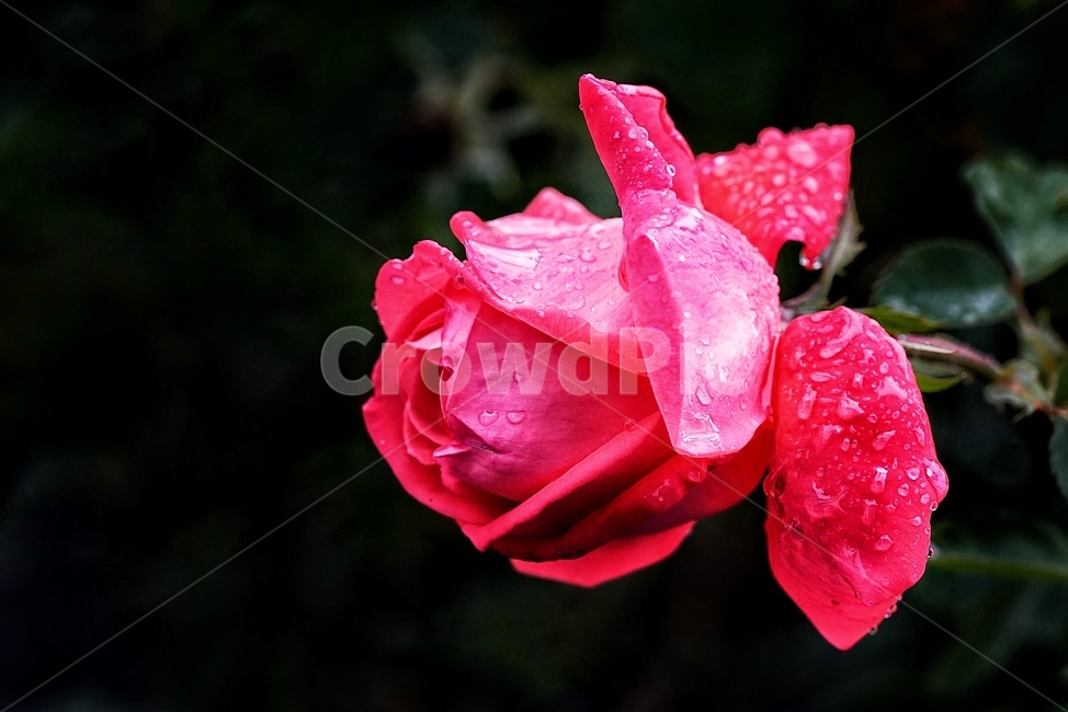 장미,rose,flower,꽃,plant,식물,자연,plants,nature,꽃,flower