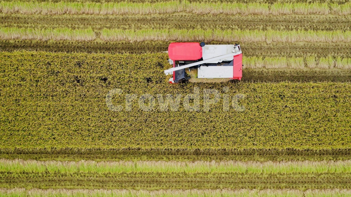 추수,가을,벼,수확,결실,산업,industry,industrial,농업,농사,agriculture,farming,farming industry