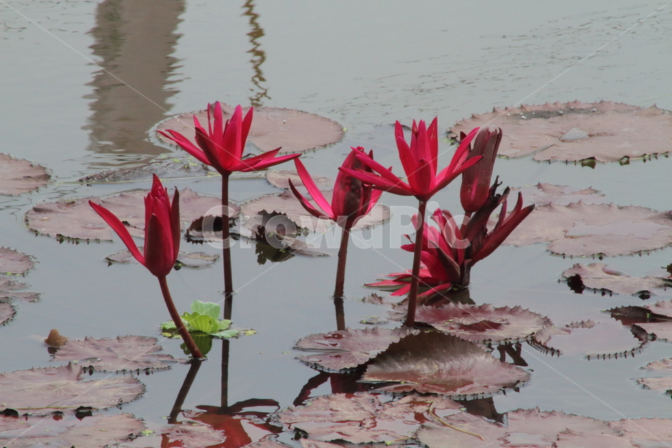 연,수련,꽃,식물,waterlily,식물,자연,plants,nature,꽃,flower