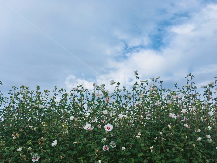 식물,plant,무궁화,하늘,꽃,식물,자연,plants,nature,꽃,flower