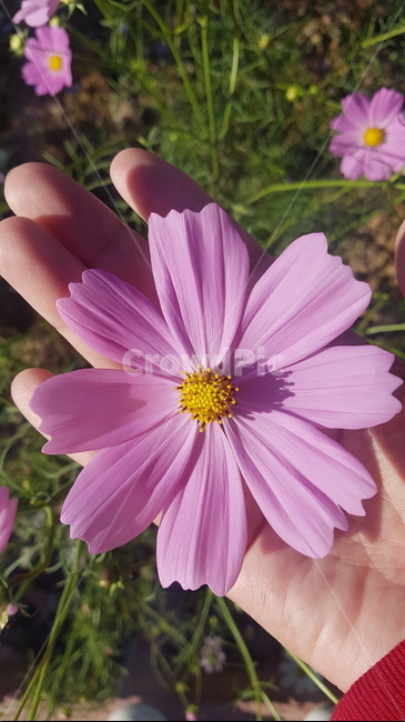 가을,코스모스,꽃,들꽃,자연,식물
