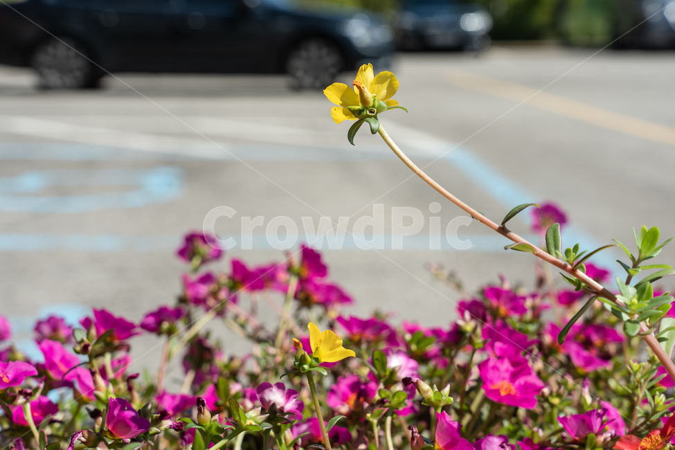 꽃,flower,식물,botanical,blossom