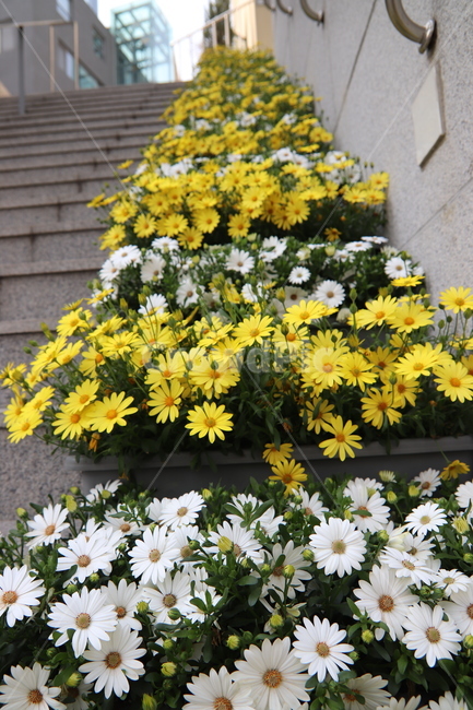 plant,식물,flower,blossom,꽃