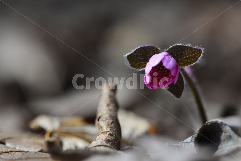 plant,식물,꽃,flower,야생화,보라꽃,배경화면,background