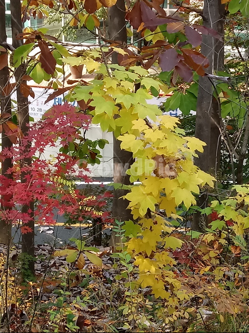 가을,단풍,낙엽,maple,plant,식물,단풍나무,단풍잎,leaf,잎,tree,나무,계절,fallautumnseason,가을단풍,자연,풍경,경치,가을,계절,fall,autumn,season,식물,자연,plants,nature,나무,trees,wood