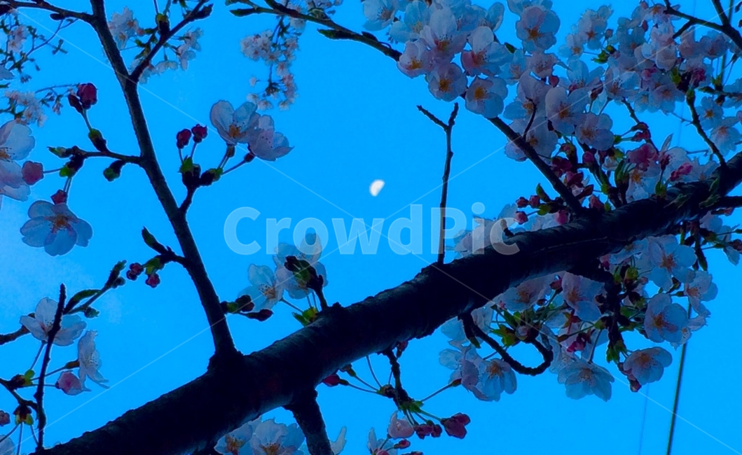 달,벚꽃,봄,배경화면,하늘,봄,계절,spring,season,야경,밤,풍경,nightscape,night,landscape,식물,자연,plants,nature,꽃,flower,나무,trees,wood,plant,blossom,cherry blossom