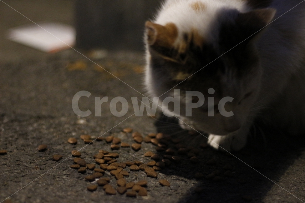 고양이,반려동물,유기묘,길냥이,애완동물,cat,pet,kitten,아기고양이,코숏,코리안숏헤어,동물,animal,캣맘,캣대디,동물,animal,고양이,cat,kitten,kitty,포유류,mammal