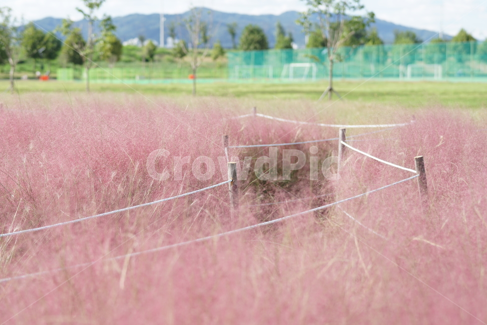 핑크뮬리,꽃,구미시,강변체육공원,가을,자연,풍경,nature,landscape,field,들,grassland,목초지,outdoors,옥외
