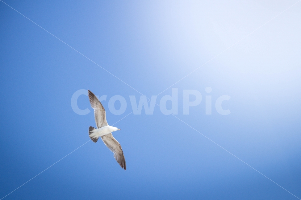 새,bird,갈매기,하늘,sky,파랑,blue,동물,animal,해,태양,sun,fly,동물,animal,조류,새,birds