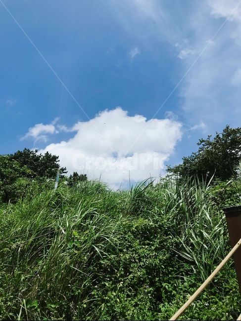 풍경,제주,여름,자연,비양도,협재,바다,다리,하늘,하트,구름,감성,자연,풍경,nature,landscape,outdoors,옥외,vegetation,초목,plant,식물,bush,부시