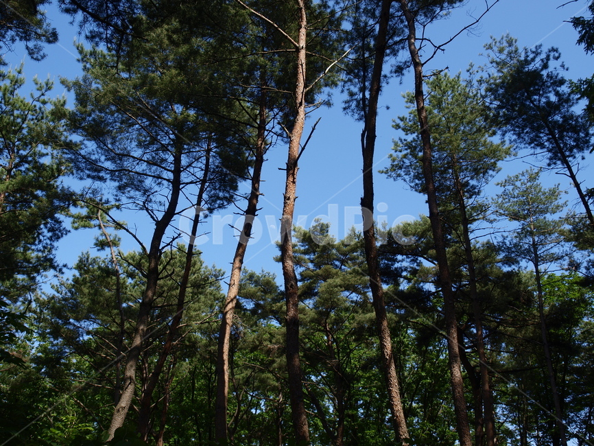 숲,나무,자연,초록,하늘,소나무,자연,풍경,nature,landscape,tree,plant,식물,fir,전나무