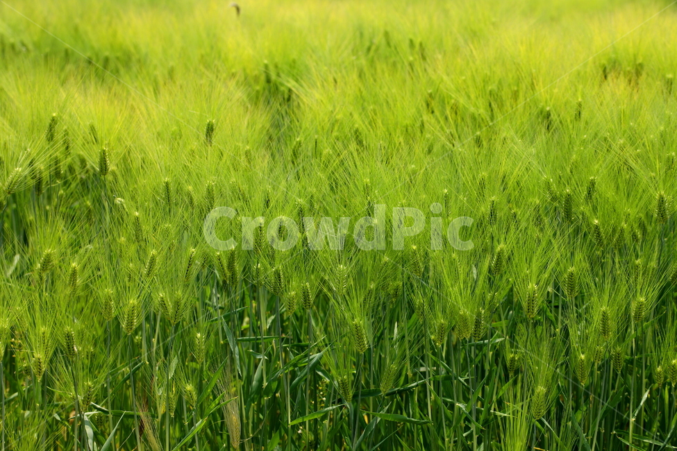 식물,꽃,청보리,풍경,자연,자연,풍경,nature,landscape,grass,잔디,plant,field,들,grassland,목초지,outdoors,옥외