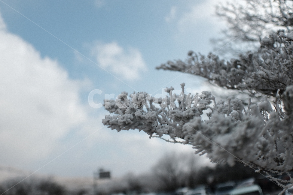 겨울,눈꽃,눈,경관,풍경,제주,nature,자연,outdoors,옥외,ice,빙,겨울,계절,winter,season