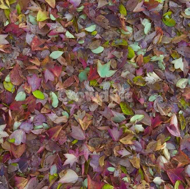 단풍,낙엽,배경,background,나뭇잎,자연,가을,겨울,가을,계절,fall,autumn,season,ground,바닥,leaf,잎,plant,식물