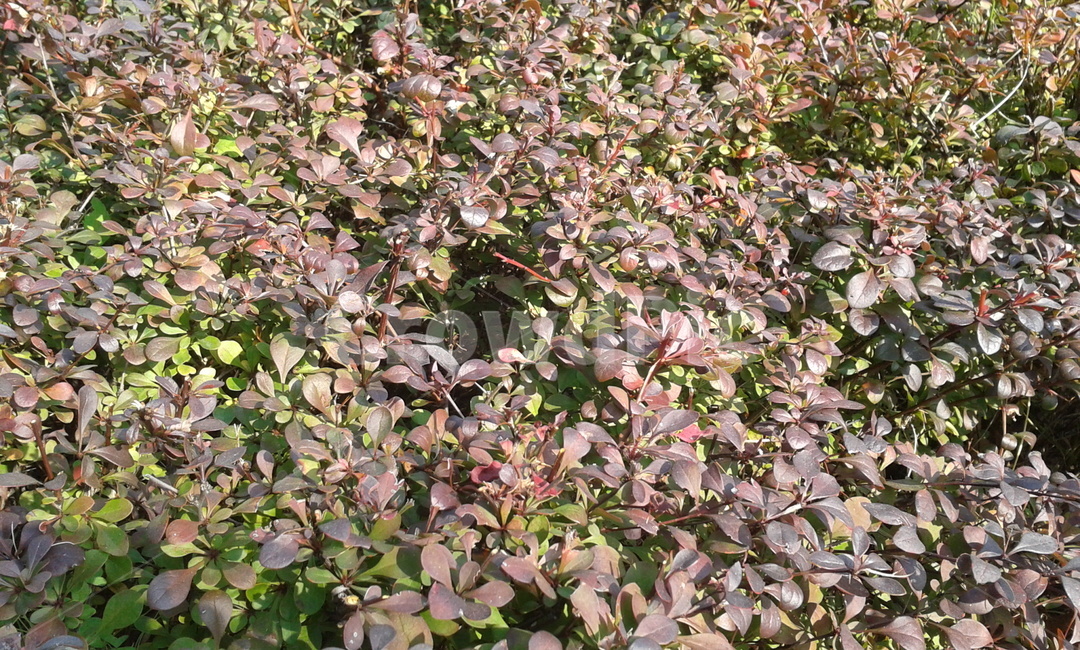 plant,식물,잎,leaf,초록,식물,자연,plants,nature