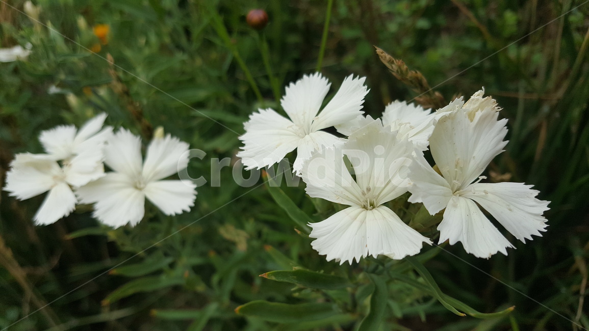 하얀색꽃,꽃,흰색,flower,white