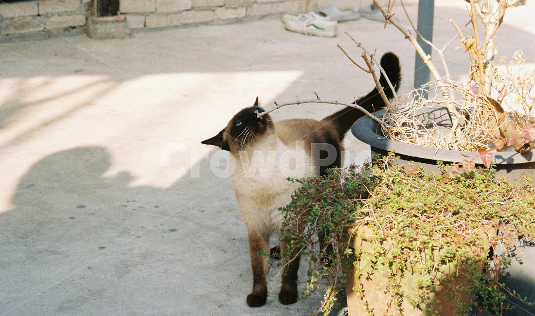 고양이,길고양이,시골,마당,cat,집,집마당,코숏,검은고양이,동물,반려동물