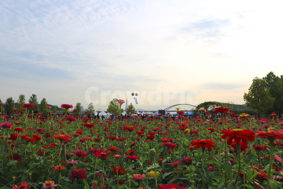 백일홍,꽃,백일홍꽃,식물,자연,국화과,식물,자연,plants,nature,꽃,flower,사람들,대중,군중,other people,crowd