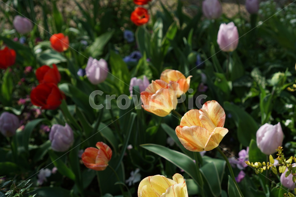 꽃,꽃밭,튤립,봄,식물,가든,정원,tulip,flower,gardening,spring,bloom,blossom,노란튤립,노란꽃,노란색꽃,주황튤립