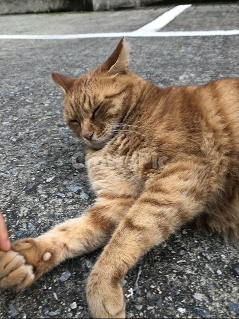 고양이,길고양이,고양이발,고양이손,귀여운,동물,animal,포유류,mammal,고양이,cat,kitten,kitty