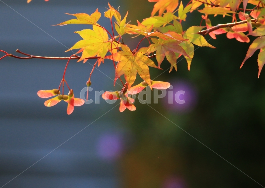 가을,단풍,단풍잎,단풍나무,열매,color,fall,maple,nature,red,sightseeing