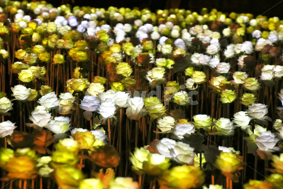 꽃,조명,조화,꽃조명,불빛,야경,밤,풍경,nightscape,night,landscape,꽃,flower,plant,식물,blossom