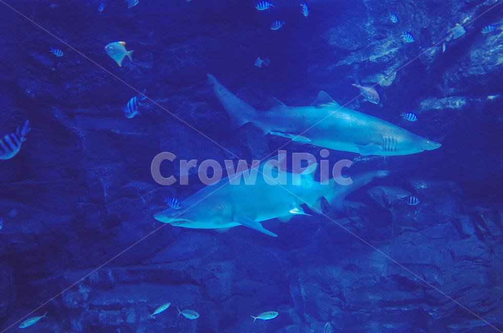 shark,Pisces,fish,aquarium