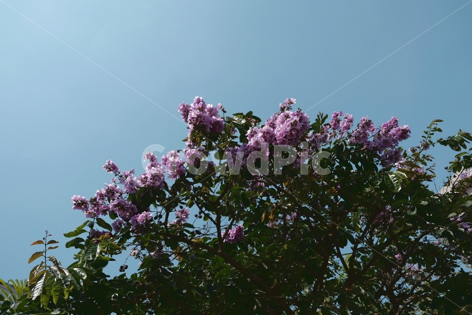 꽃,하늘,나무,자연풍경,자연,flower,sky,tree,scenery,보라색꽃