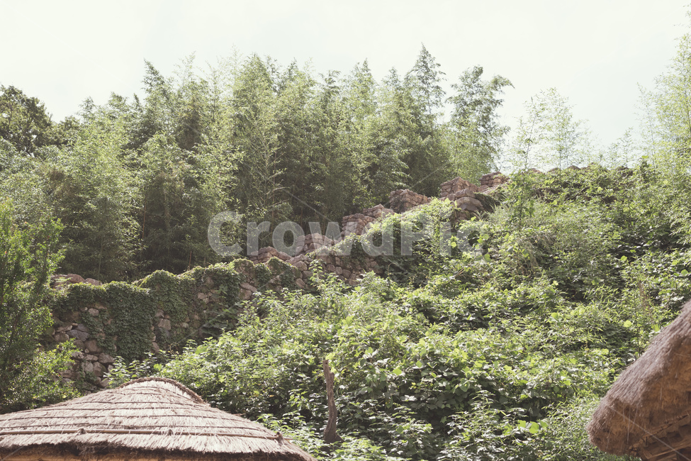 낙안읍성,풍경,감성,순천,성곽,자연,풍경,nature,landscape,tree,나무,plant,식물,fir,전나무
