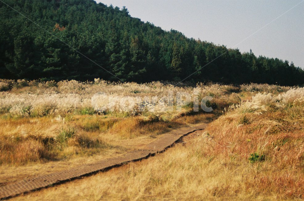 제주도,jeju,억새,가을,오름,outdoors,필름,필름사진,film