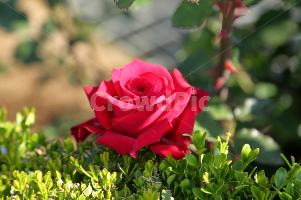 장미,장미꽃,빨간장미,분홍장미,rose,flower,아름다움,5월,6월