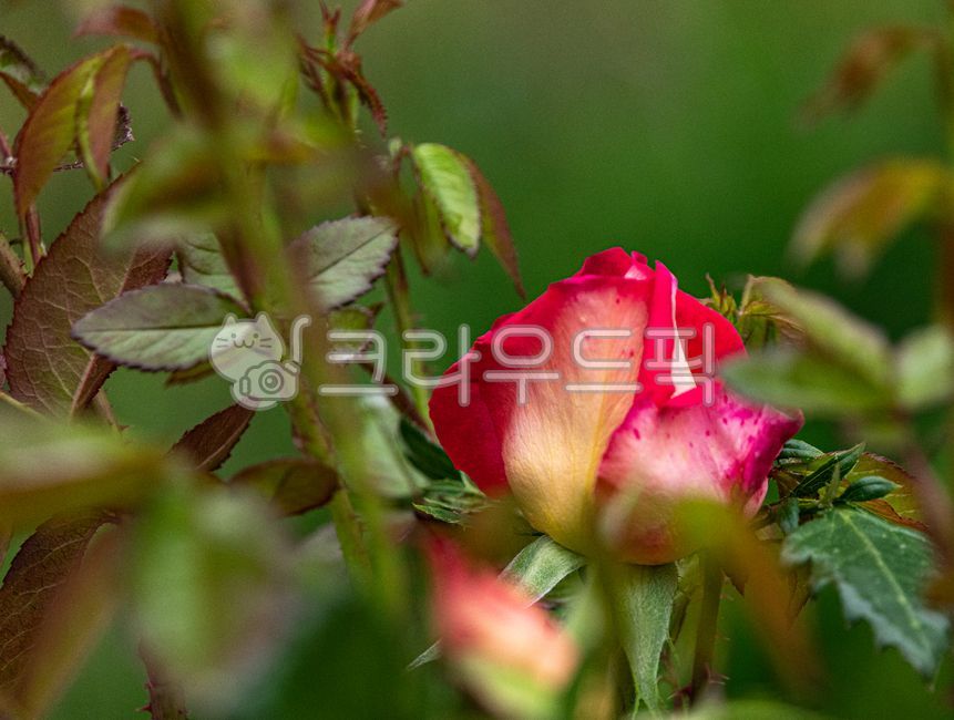 nature,red rose,Rose,flower,red,bud,petal,flower bud,rose