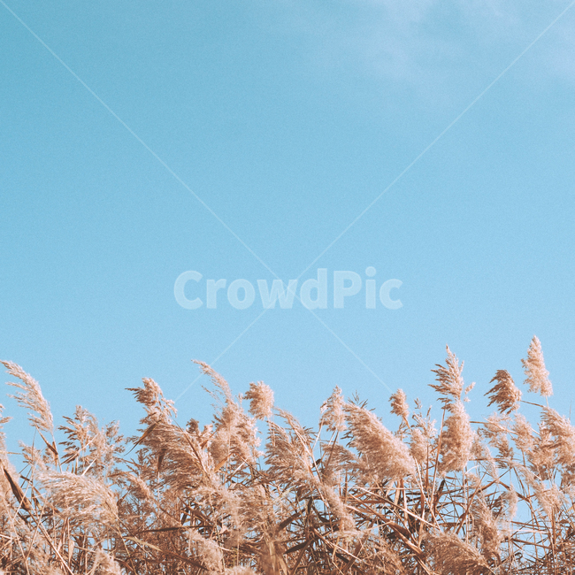 억새풀,식물,자연,하늘,풀,메마름,바람,가을,계절,fall,autumn,season,자연,풍경,nature,landscape,grass,잔디,plant,lawn,reed,갈대