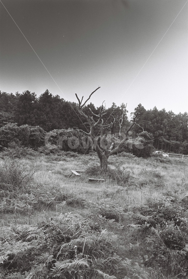 제주,오름,흑백,앞오름,나무,자연,풍경,nature,landscape,흑백,모노톤,monochrome,black and white,tree,plant,식물