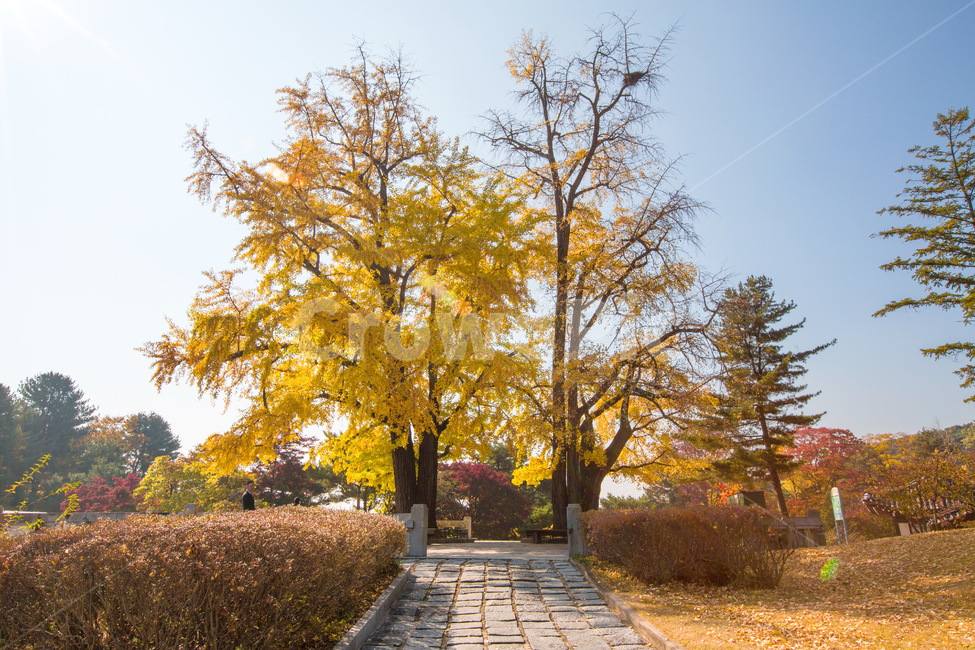 자연,풍경,가을,경치,나무,은행나무,길,은행나무길,단풍,노란,노란단풍,은행잎,계절,낙엽,가로수,포장도로,오솔길,단풍길,가을길,가을,계절,fall,autumn,season,자연,풍경,nature,landscape,path,통로,walkway,보도,tree,plant,식물,tree trunk,나무 줄기