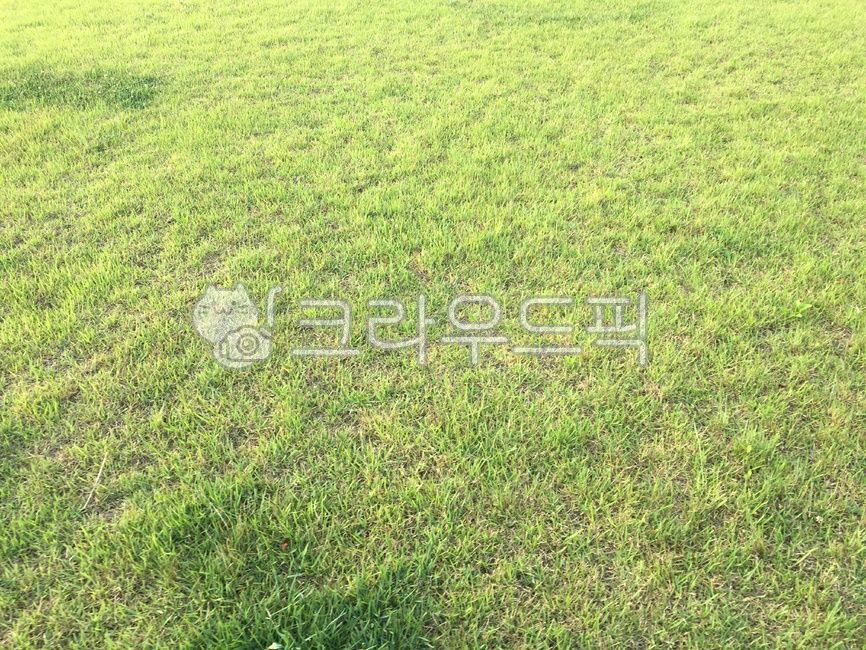 잔디, 풀밭, 풀, grass, 탑뷰, 사진,이미지,일러스트,캘리그라피 - dorot작가