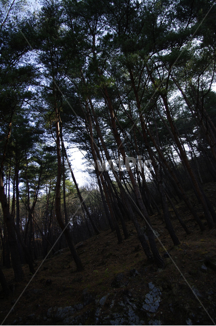 나무,식물,plant,소나무,숲,자연,풍경,nature,landscape,tree,fir,전나무